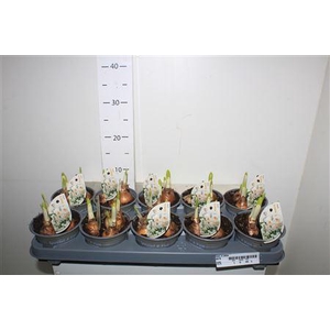 Narc D Abba 3per Pot