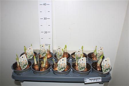 <h4>Narc D Abba 3per Pot</h4>