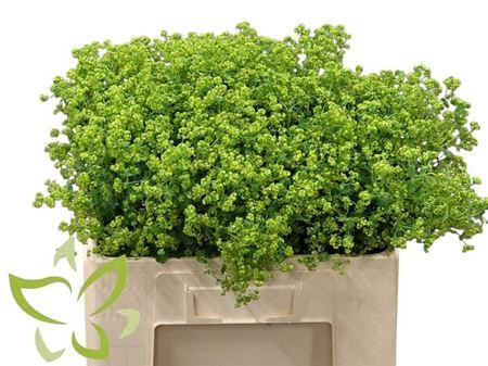 <h4>Alchemilla Robustica</h4>