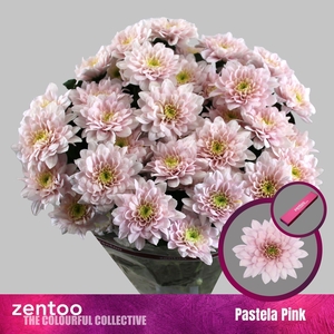 CHRYSANTHEMUM TR 'PASTELA PINK'