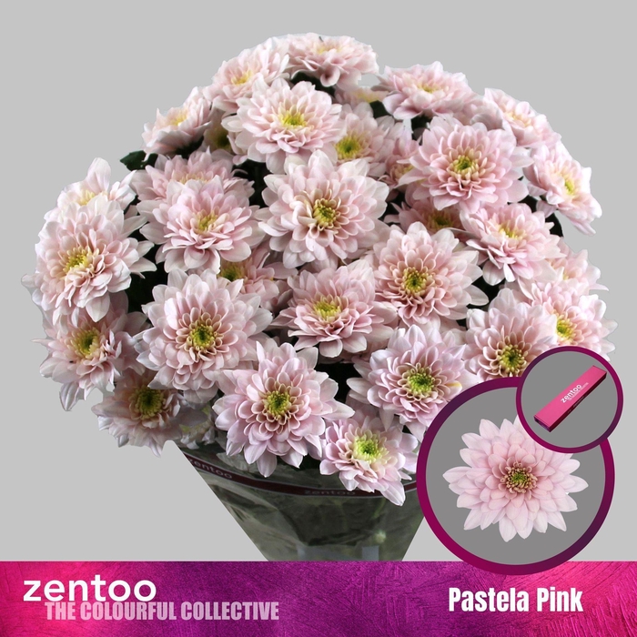 <h4>CHRYSANTHEMUM TR 'PASTELA PINK'</h4>
