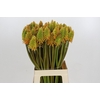 Kniphofia Eycone Peach