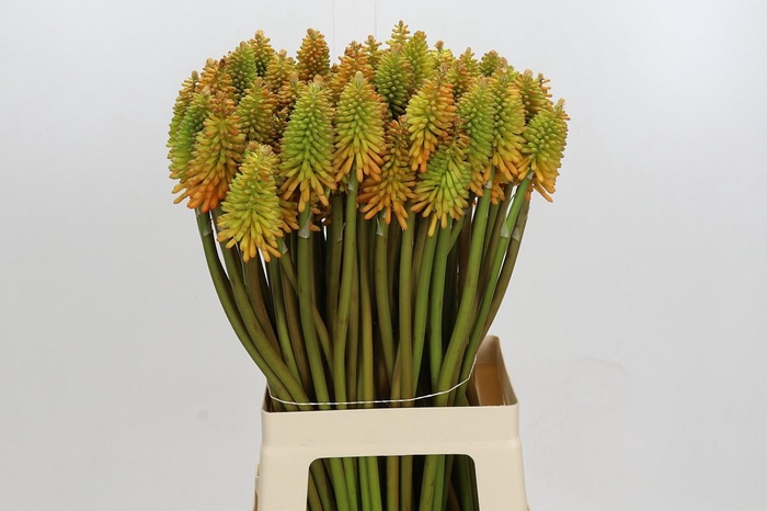 Kniphofia Eycone Peach