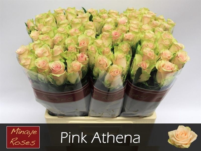 <h4>R GR PINK ATHENA</h4>