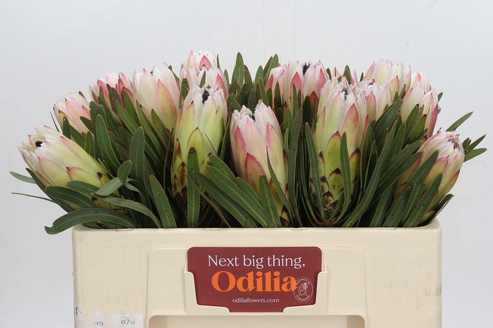 <h4>PROTEA WHITE NIGHT</h4>