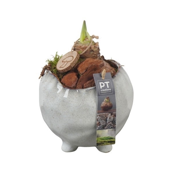 <h4>PTAA7507 Arrangement Amaryllis in keramiek pot</h4>