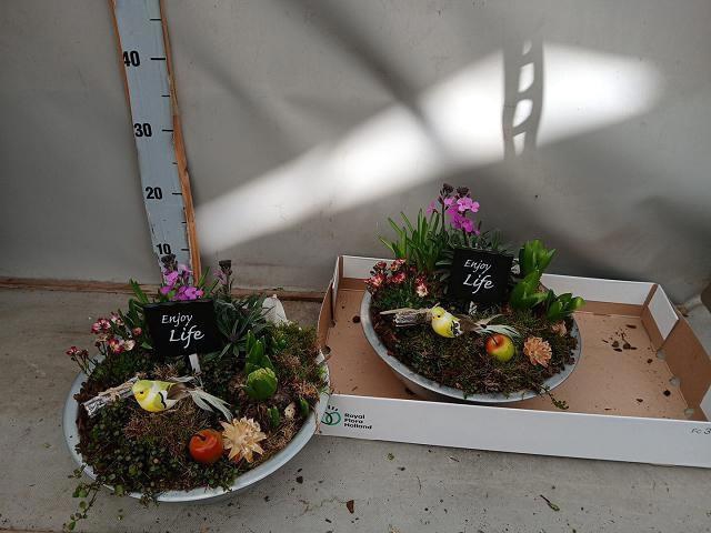 <h4>ARR BOL KNOLGEWAS</h4>