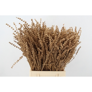 DF Lavender Bs Antique Gold