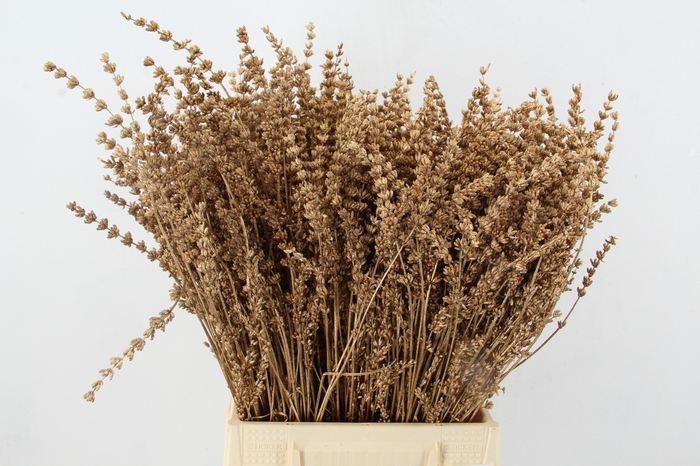 <h4>DF Lavender Bs Antique Gold</h4>