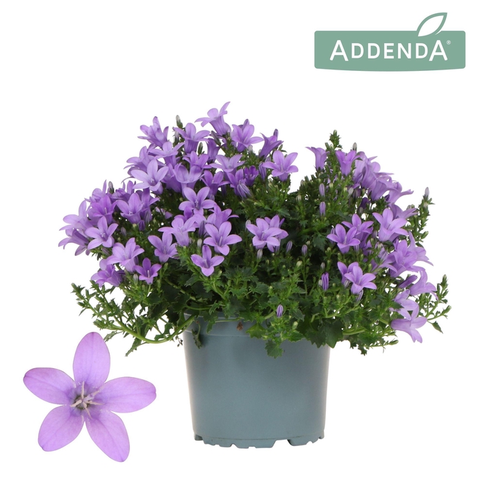 <h4>Campanula Addenda Ambella lavender</h4>