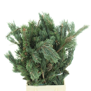 Pinus Mugo 500gr. With Cones