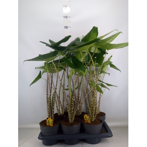 Alocasia zebrina