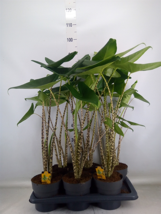 <h4>Alocasia zebrina</h4>
