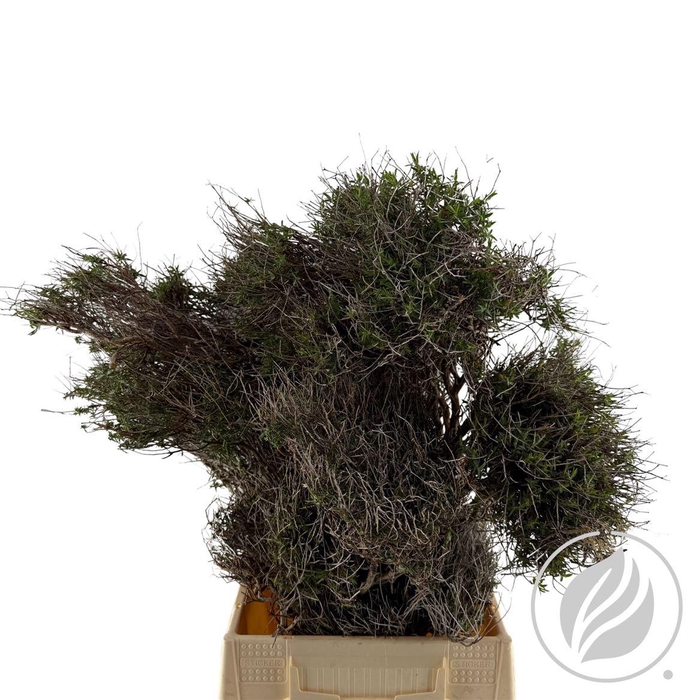 <h4>Euphorbia Spinoza 300gr</h4>