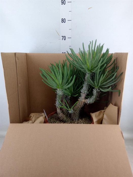 <h4>Succulents   ...</h4>