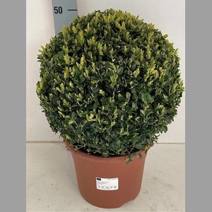 BUXUS BOL 50 CM