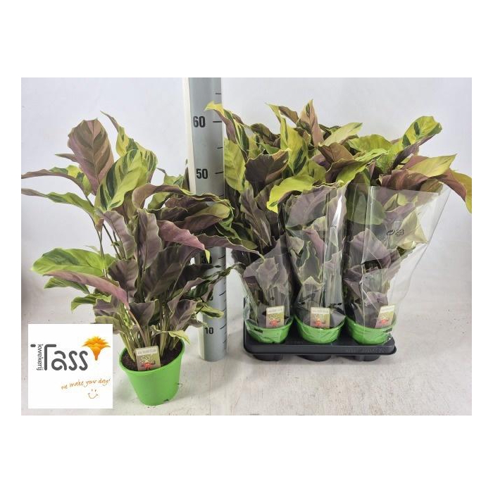 <h4>CALAT FUSION YELLOW</h4>