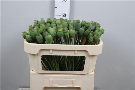 <h4>Papaver somn.   ...zaaddozen</h4>