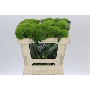 Dianthus Br Kiwi Mellow