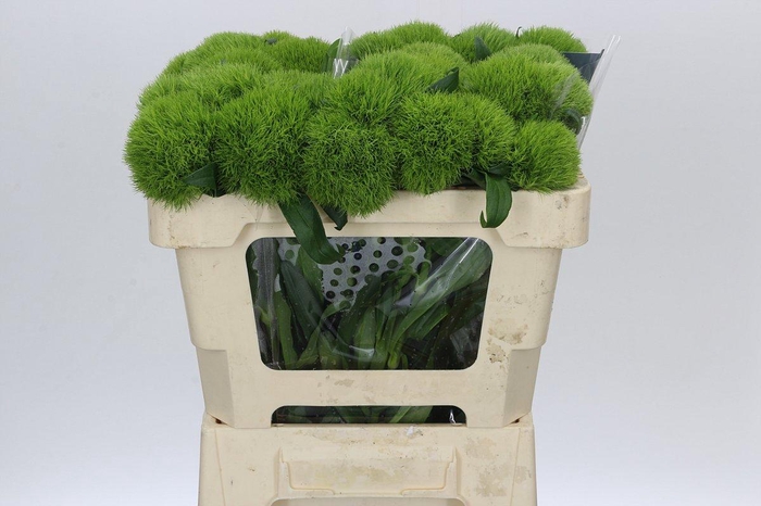 <h4>Dianthus Br Kiwi Mellow</h4>