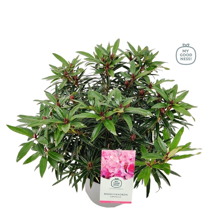 <h4>Rhododendron hybr. 'Graziella' C5 40-50</h4>