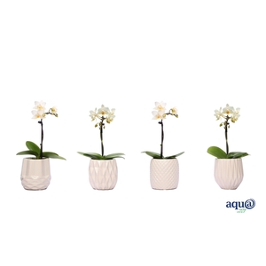 Dolomite Mix Tiny Dolls Wit 1T7+ Aqu@