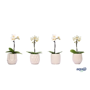 Dolomite Mix Tiny Dolls Wit 1T7+ Aqu@