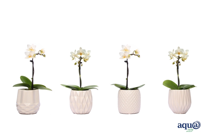 <h4>Dolomite Mix Tiny Dolls Wit 1T7+ Aqu@</h4>