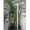 Strelitzia nicolai