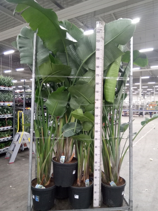 Strelitzia nicolai