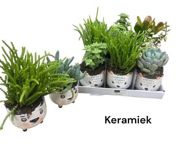 <h4>ARR SUCCULENTEN</h4>