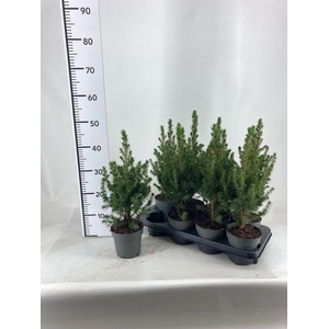 PICEA GL CONICA