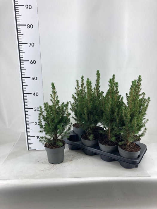 <h4>PICEA GL CONICA</h4>