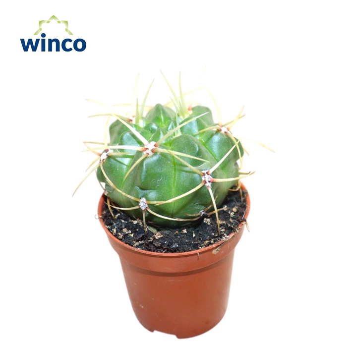 <h4>CACTUS OV</h4>