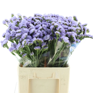 Limonium St Lavendel Birds X50