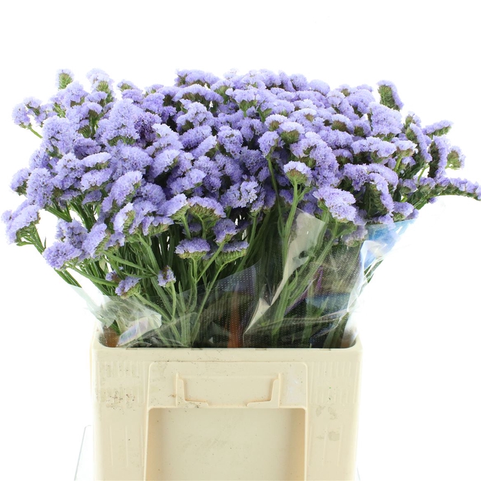 <h4>Limonium St Lavendel Birds X50</h4>