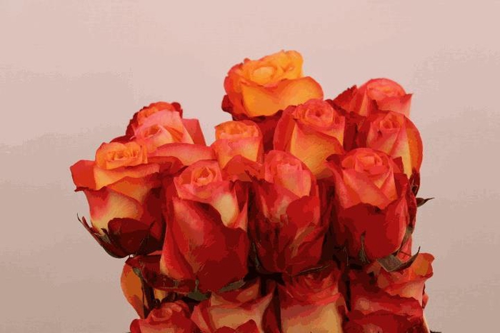 <h4>R Gr Encanto</h4>