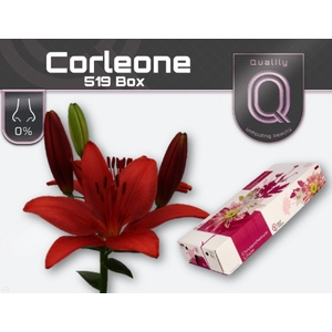 LI LA CORLEONE 520 BOX 5+