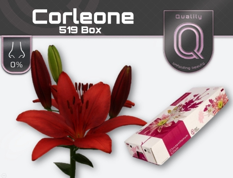 <h4>LI LA CORLEONE 520 BOX 5+</h4>