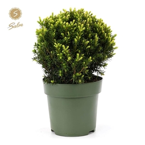 Taxus Collection Ball Ø32cm P24