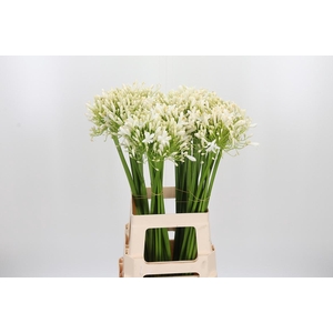 Agapanthus Umbellatus Album