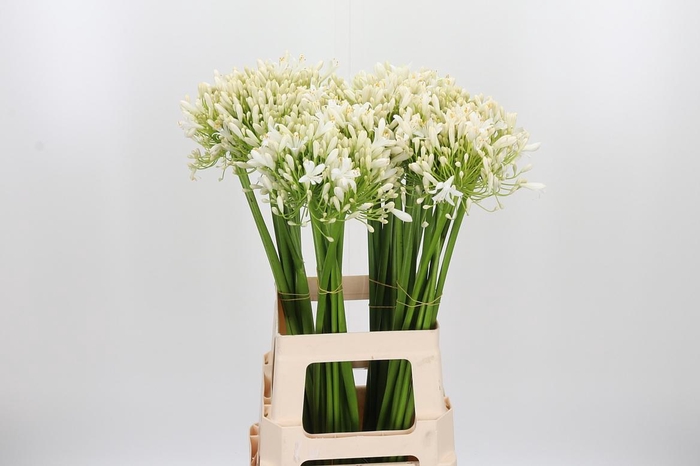 <h4>Agapanthus Umbellatus Album</h4>