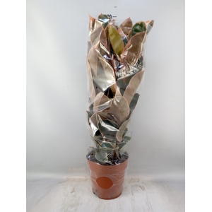 Ficus elastica 'Belize'
