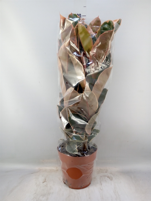 <h4>Ficus elastica 'Belize'</h4>