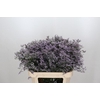 Limonium ov Safora Lilac