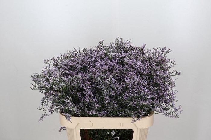 Limonium ov Safora Lilac