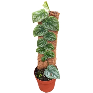 Monstera dubia (juveniel)