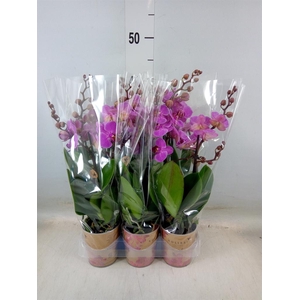 Phalaenopsis multi. 'Ant Hamburg'