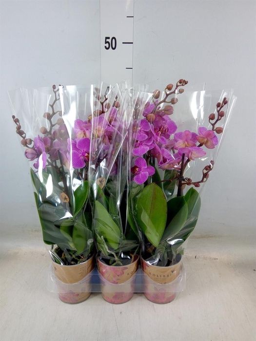 <h4>Phalaenopsis multi. 'Ant Hamburg'</h4>
