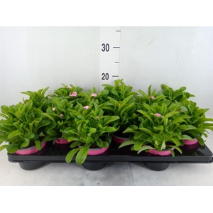 Myosotis sylv. 'Mon Amie Pink'